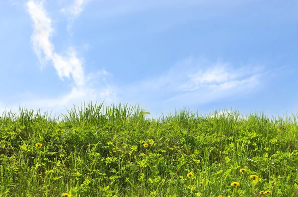 Cielo y prado hierba fondo — Foto de Stock