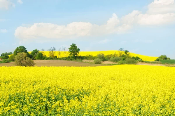 Campo de violación amarillo — Foto de Stock