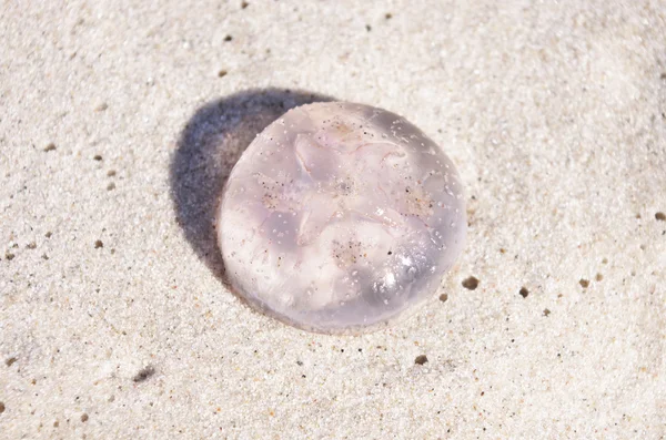 砂の上のピンクのクラゲ — ストック写真