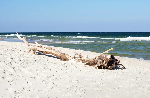 Praia branca e tronco de árvore — Fotografia de Stock