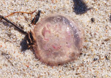 bir kum üzerinde pembe denizanası