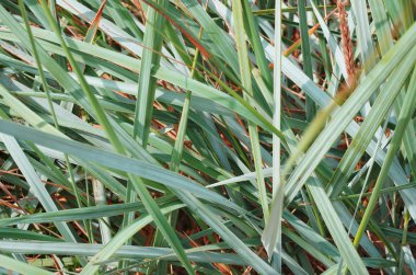 yeşil çimen arkaplan dokusu