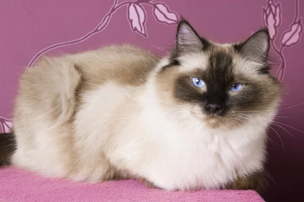 Ragdoll su rosa — Foto Stock