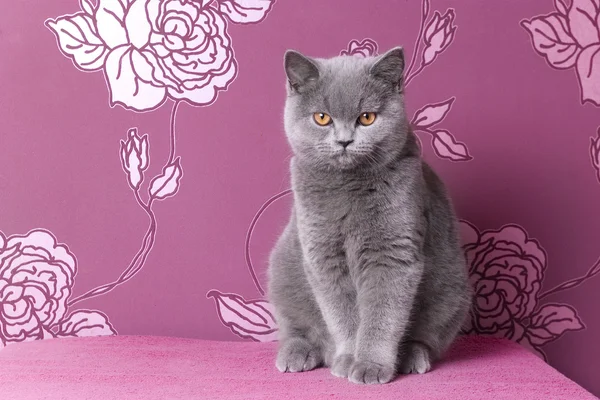 Chaton shorthair bleu britannique sur fond rose — Photo