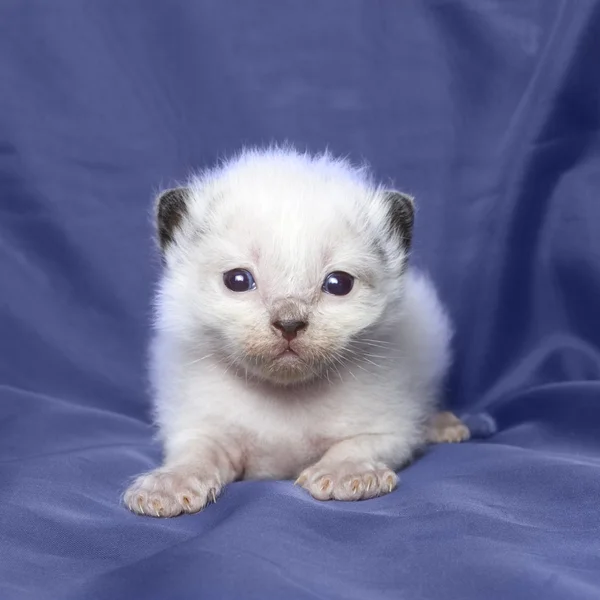 Ragdoll Kätzchen 3 Wochen alt — Stockfoto