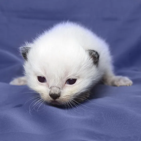 Ragdoll gatito 3 semanas de edad —  Fotos de Stock