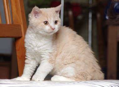 Selkirk rex yavru kedi