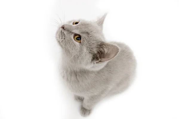 Kočka naslouchání poslech — Stock fotografie
