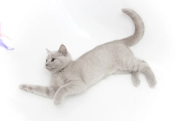 Gatto ascolto — Foto Stock