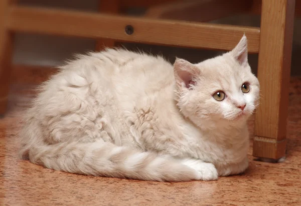 Selkirk rex yavru kedi — Stok fotoğraf