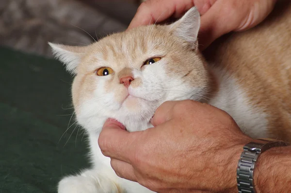 根据考试的猫 — 图库照片