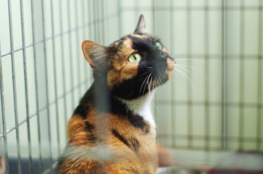 kedi kafeste