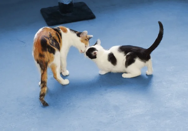 Столкновение кошек — стоковое фото
