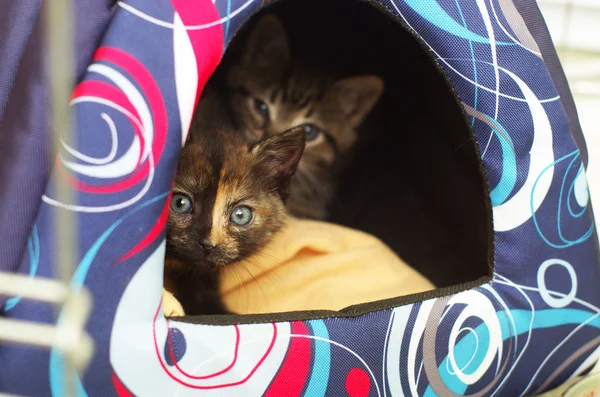 그들의 소굴에 숨어있는 새끼 고양이 — 스톡 사진