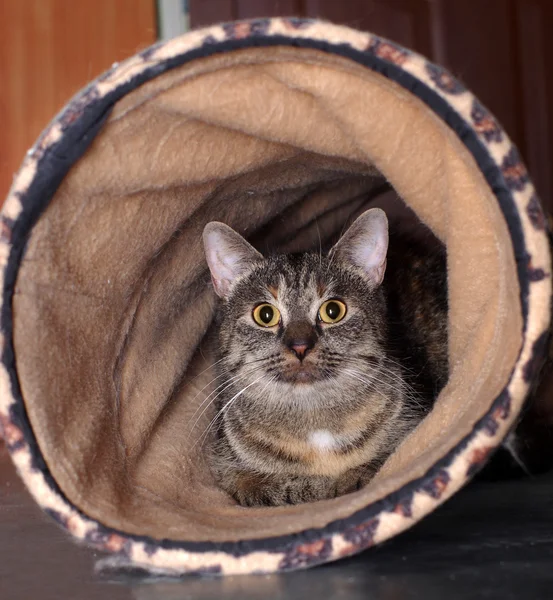 Gatto nascosto in un tunnel — Foto Stock