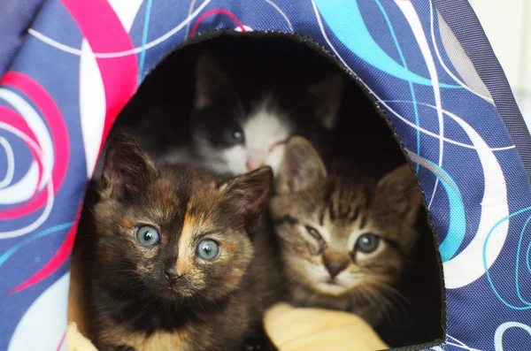 Kittens hiding in their den — Stock Photo, Image