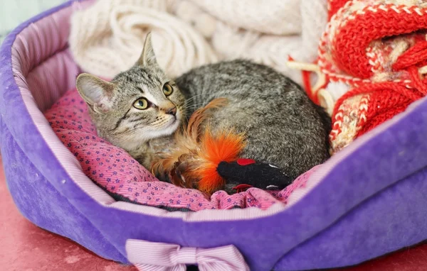 Tabby chaton dans den Photo De Stock