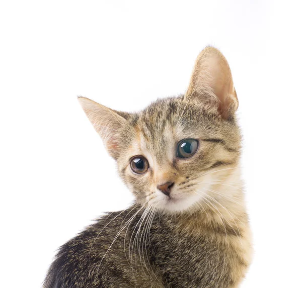 孤立的斑纹猫 — 图库照片
