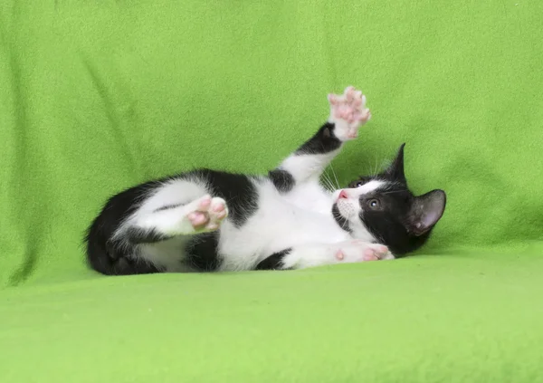 Zwart-wit kitten op groen — Stockfoto