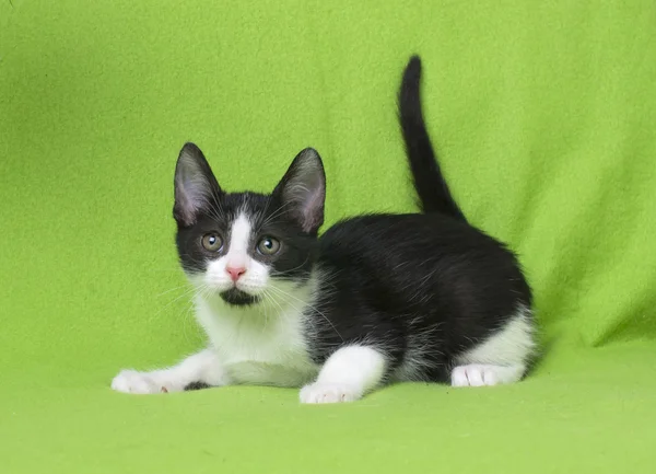 Schwarz-weißes Kätzchen auf grün — Stockfoto