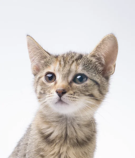İzole tabby yavru kedi — Stok fotoğraf