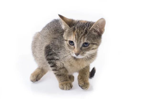 Tabby kitten geïsoleerd — Stockfoto