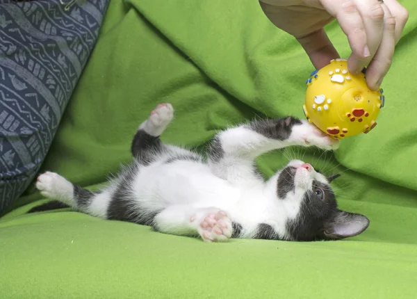Giocare con il gattino — Foto Stock