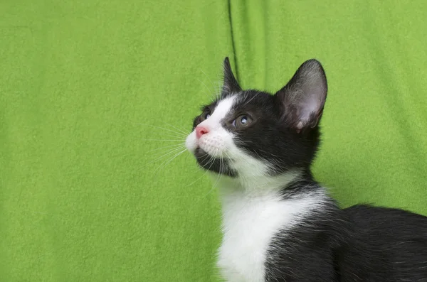 Schwarz-weißes Kätzchen auf grün — Stockfoto