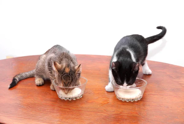 Kittens drinking milk — Stock Photo, Image