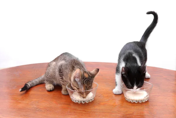 Kittens drinking milk — Stock Photo, Image