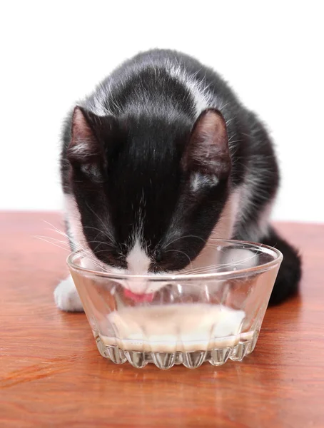 小猫喝牛奶 — 图库照片
