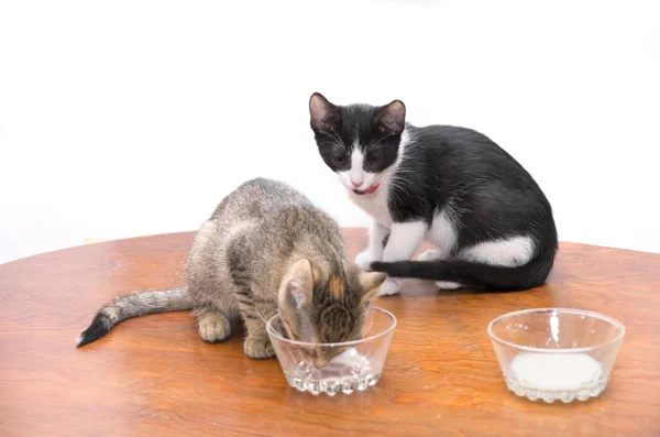 Kittens drinking milk — Stock Photo, Image