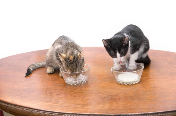 Kittens drinking milk — Stock Photo, Image