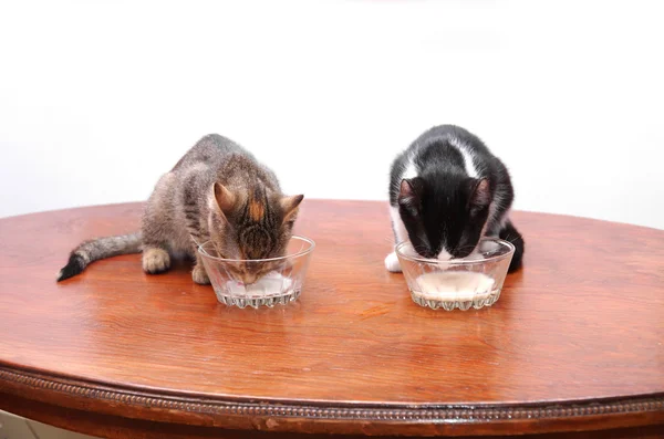 Kittens drinking milk — Stock Photo, Image