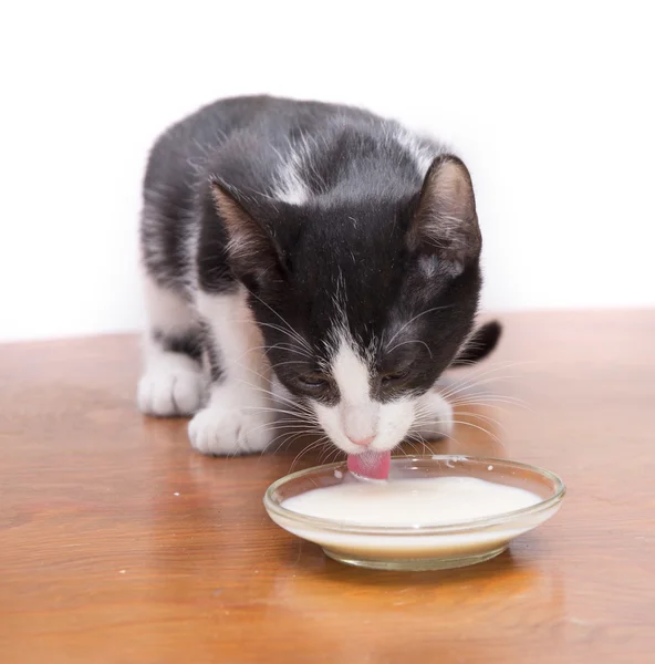 Kitten drinking milk — Stock Photo, Image