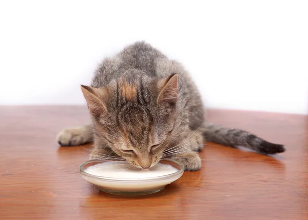 Gatinho beber leite — Fotografia de Stock