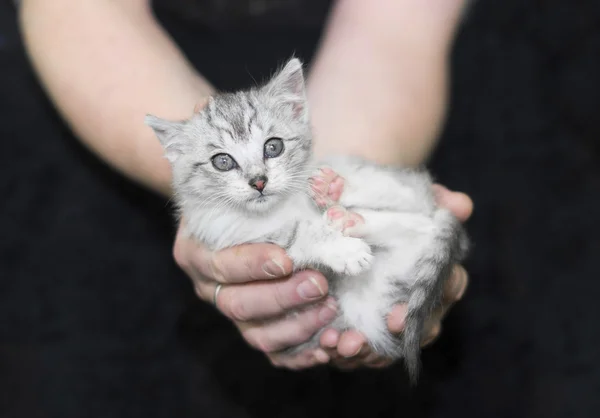 Gatinho confuso realizada em mãos em preto — Fotografia de Stock