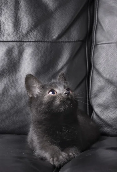 Schwarze Katze auf schwarzem Hintergrund — Stockfoto