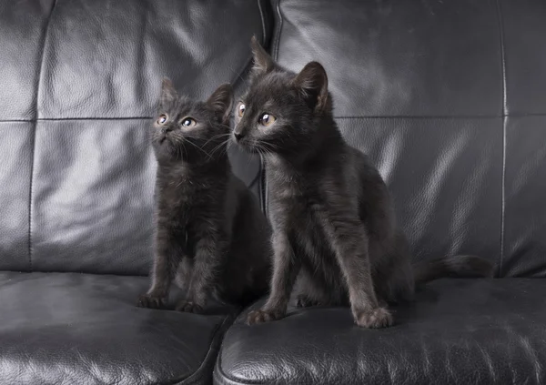 在黑色背景上的黑猫 — 图库照片