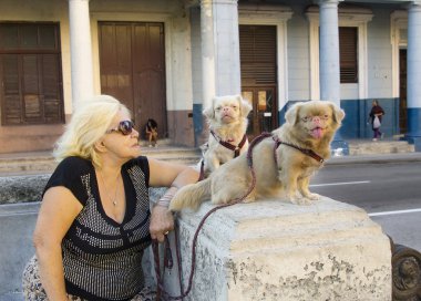 albino pekingeses bayanla