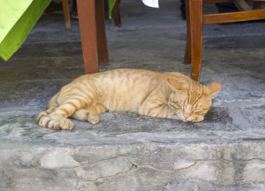 Kızıl kedi uyuyor.