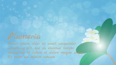 Plumeria çiçekleri sabah gökyüzünün ışığını alır.