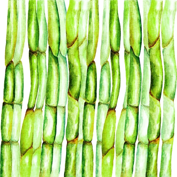 Tallos Bambú Verde Sobre Fondo Blanco Acuarela Ilustración Botánica Dibujada —  Fotos de Stock