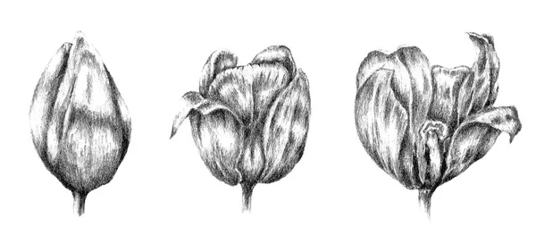 Conjunto Flores Primavera Tulipanes Ramas Dibujo Lápiz Colección Ilustración —  Fotos de Stock