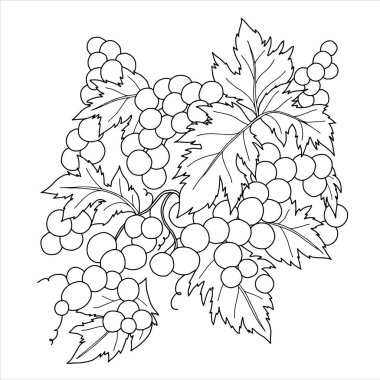 Yapraklı ve beyaz arka planda bir demet üzüm. Boyama. Vektör illüstrasyonu