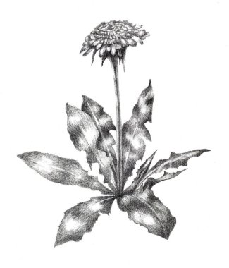 Beyaz arka planda yaprakları olan karahindiba. Kalem çizimi. Görüntü