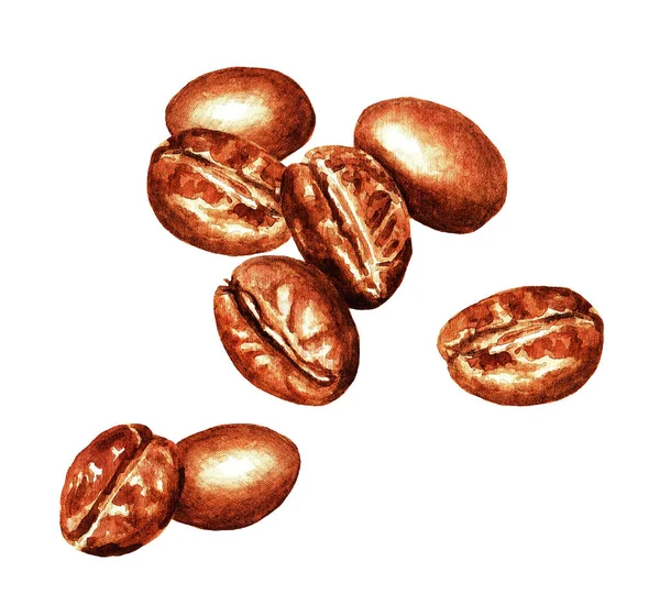 Watercolor Hand Drawn Coffee Beans Isolated Natural Food Illustration White — Stock Photo, Image