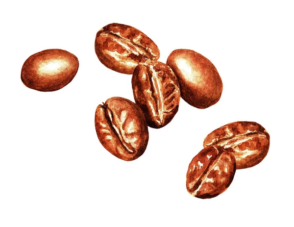 Watercolor Hand Drawn Coffee Beans Isolated Natural Food Illustration White — Stock Photo, Image