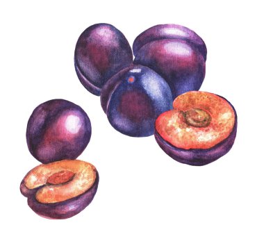 Beyaz arka planda bir çift erik. Suluboya çizimi