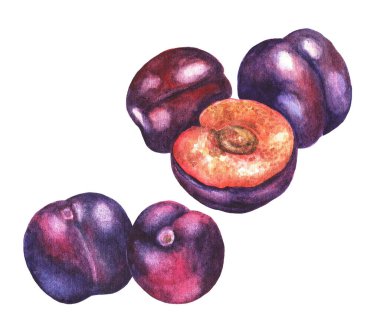 Beyaz arka planda bir çift erik. Suluboya çizimi